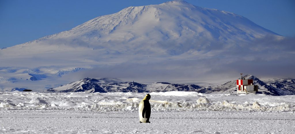 mperor Penguin looking at Mt. Erebus