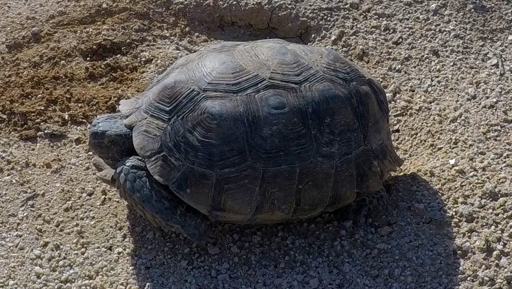 Close up of a desert tortoise