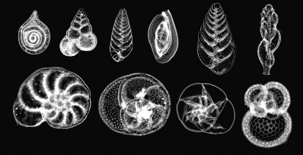 collage of SEMs of plankton. the plankton are traced in white on black background.