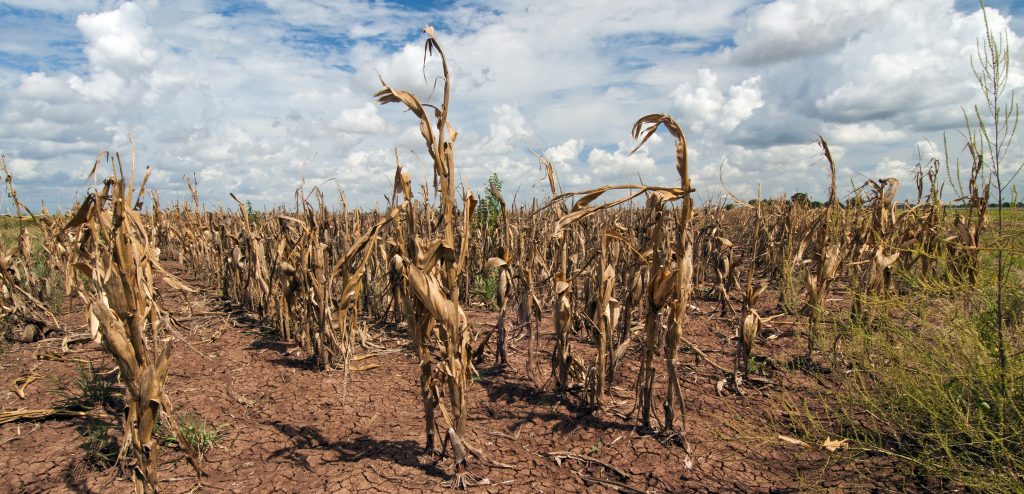 Drought ruined crops in Texas