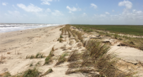 A picture of windswept sand dunes at McFaddin beach. Overwash is visible but plants growing in the dunes are largely intact.