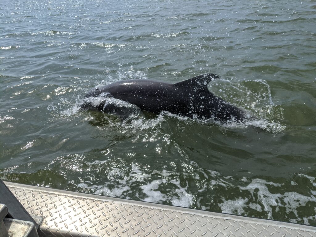 A dolphin breaches the water.