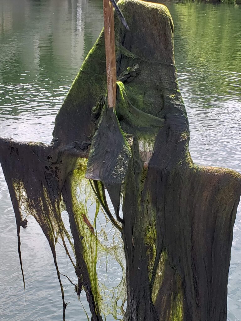 Green algae hangs of an anchor