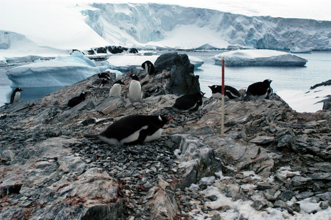 Penguin nesting among rocks