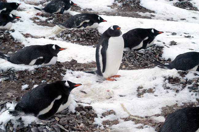 A single penguin stands among others nesting