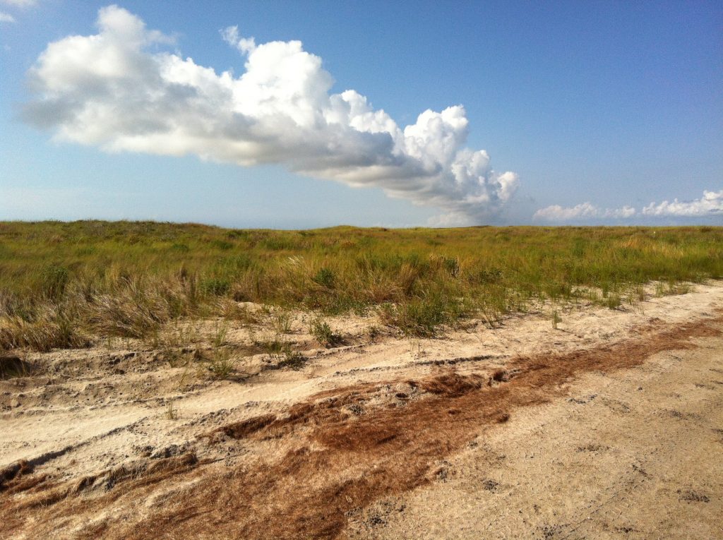 Photo of sand dunes and the vegetation that covers them