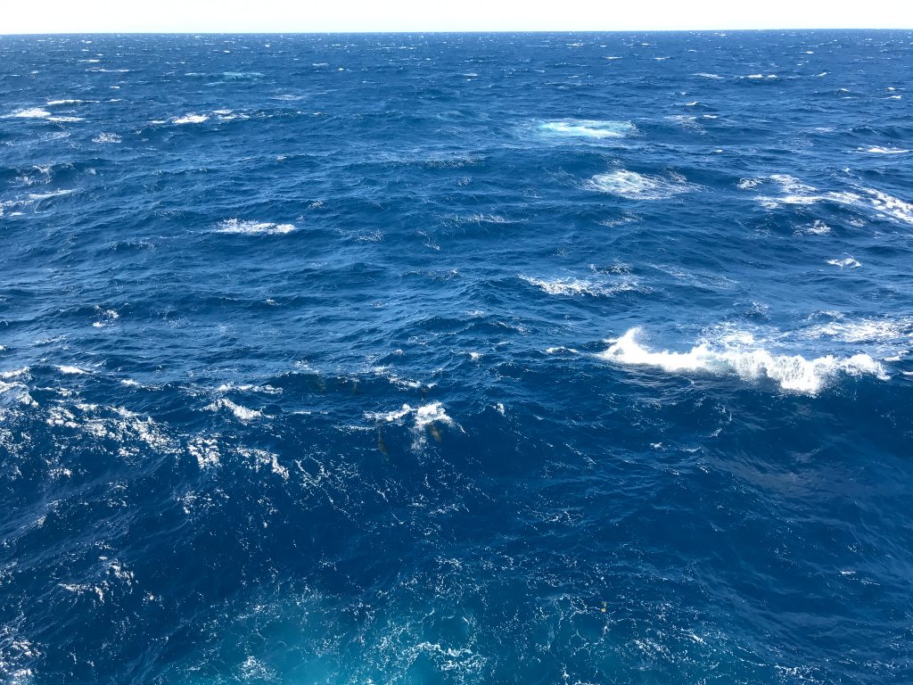 A photo of the sea from a height. The sea surface is choppy and white breakers are visible to the horizon. In the fore dolphins are visible just below the surface.