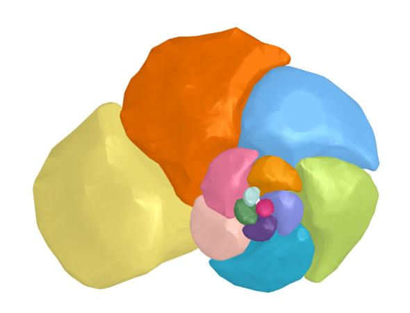 Computer illustration of a whirled foram. Each segment is a different blocky color.