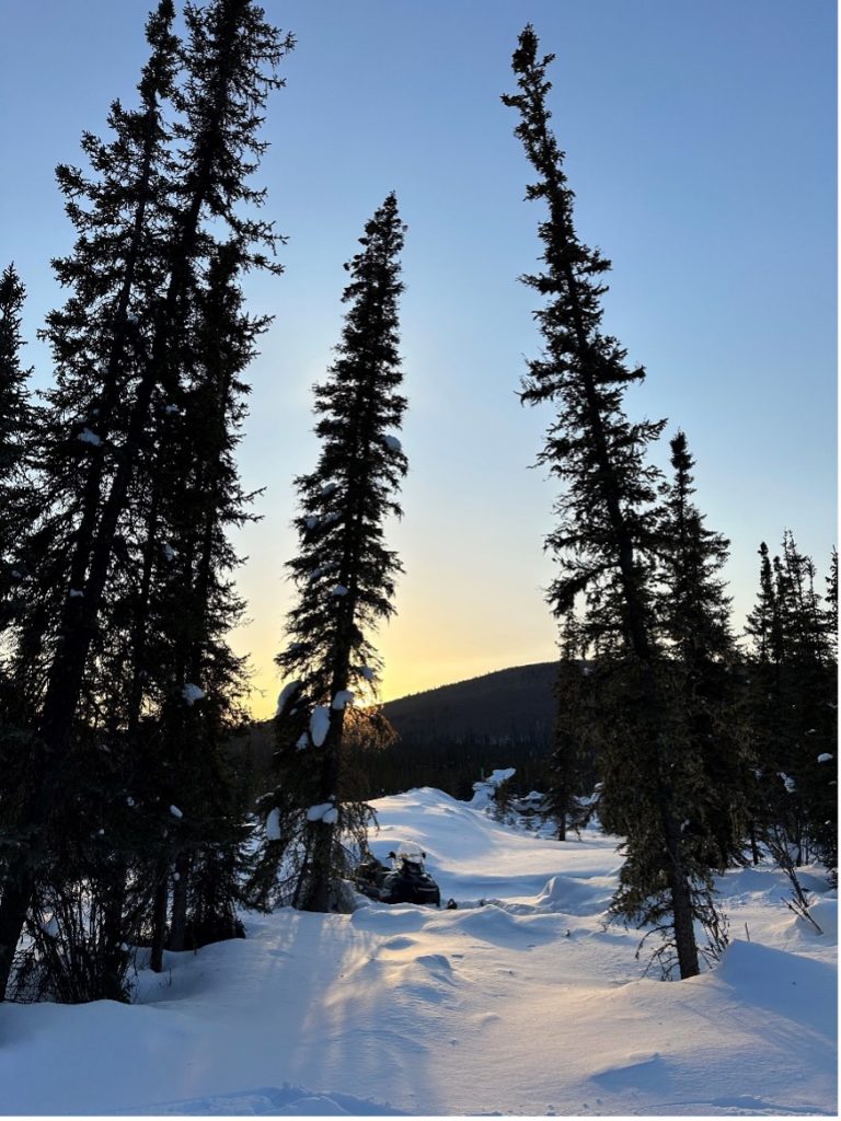 Photo of an Arctic landscape showing trees and snow at sunset.