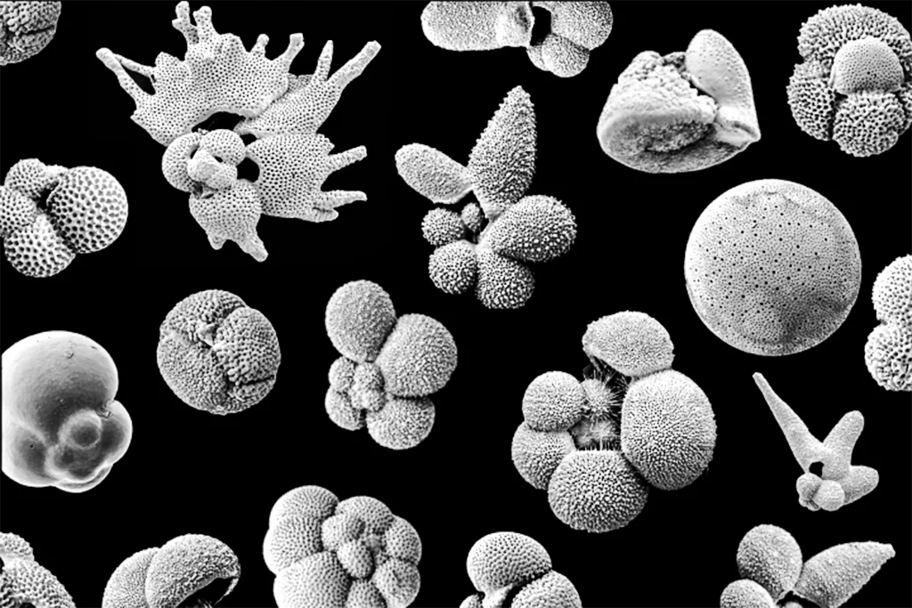 Electron-microscope image of shell-like plankton