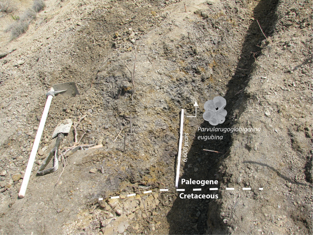 The Cretaceous/Paleogene (K/Pg) boundary at El Kef, Tunisia, and the overlying interval covered by this study.