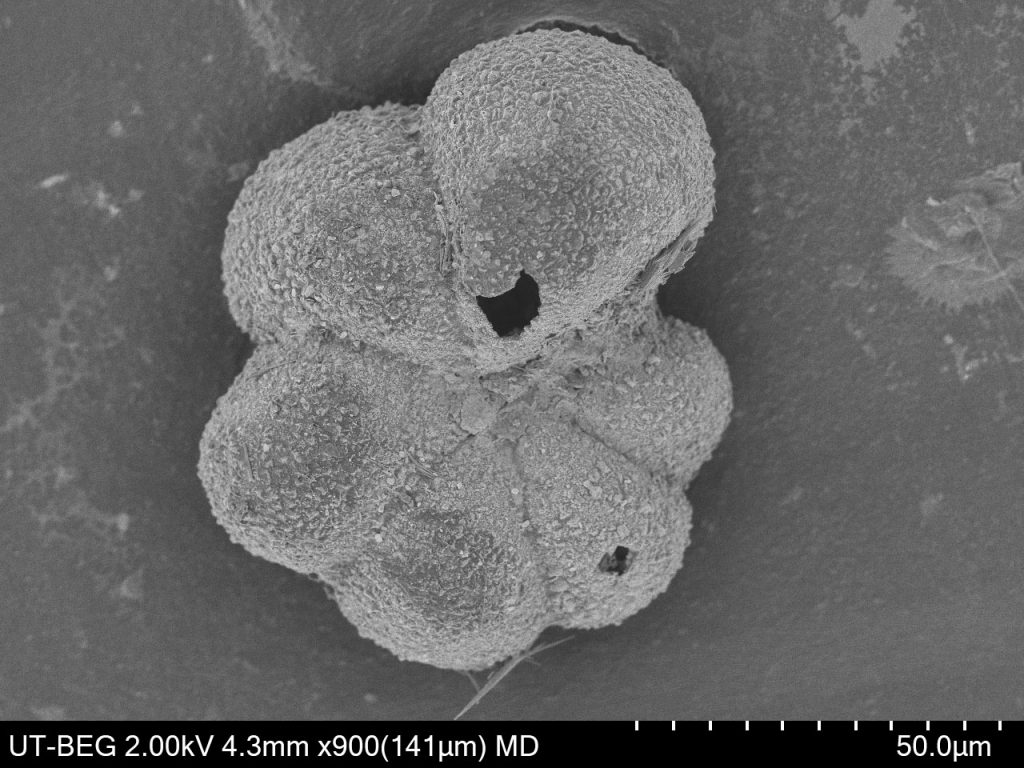 A scanning electron micrograph of the planktic foraminifer Parvularugoglobigerina eugubina
