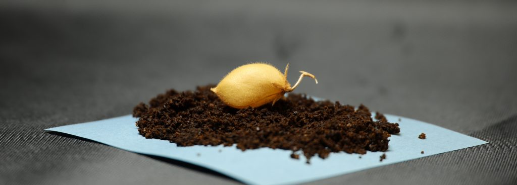 A chickpea grown in simulated moon dirt sits in a posed dirt